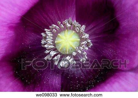 The center of a Lauren's Grape Poppy View Large Photo Image Stock Image - The center of a Lauren's Grape Poppy. Fotosearch