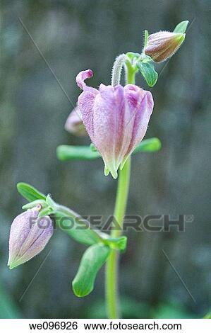 The closed blossoms of a pink columbine View Large Photo Image Stock Photograph - The closed blossoms of a pink columbine. Fotosearch