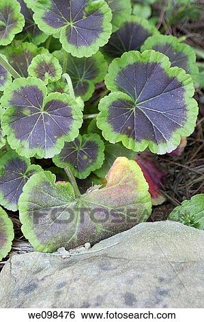 Stock Photograph - The dark centered leaves of an annual geranium. Fotosearch