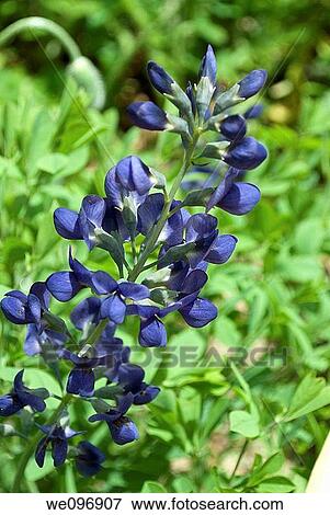 The deep blue blooms of false indigo or Baptisia View Large Photo Image Stock Photo - The deep blue blooms of false indigo or Baptisia. Fotosearch