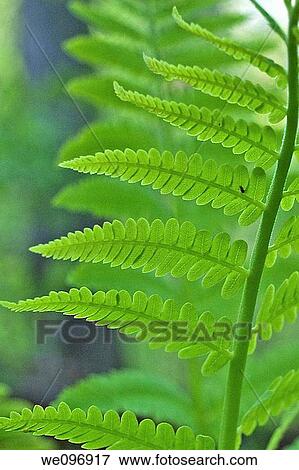 The detailed leaves of a woodland fern backlit View Large Photo Image Stock Photo - The detailed leaves of a woodland fern backlit. Fotosearch