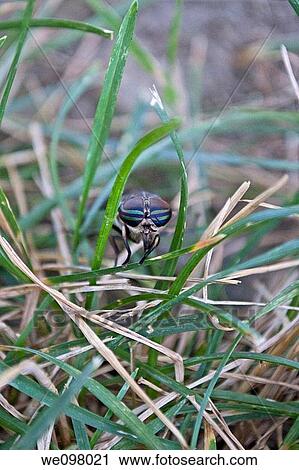 Stock Image - The face ofa female Horse Fly. Fotosearch