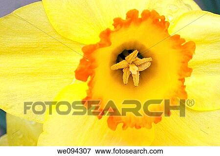 Stock Photo - The fiery center of an orange trumpeted daffodil. Fotosearch