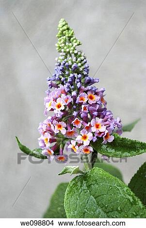 The first bloom of a Bi-colored Butterfly Bush View Large Photo Image Picture - The first bloom of a Bi-colored Butterfly Bush. Fotosearch