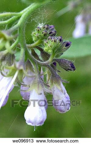 Stock Image - The flowers of the herb comfry. Fotosearch
