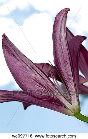 Stock Photograph - The glistening underneath of a pink asiatic lily. Fotosearch