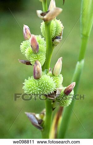 The growing seed pods of a Canna plant View Large Photo Image Stock Image - The growing seed pods of a Canna plant. Fotosearch