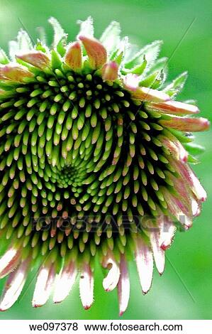 The head of a pink coneflower beginning to open View Large Photo Image Stock Photo - The head of a pink coneflower beginning to open. Fotosearch