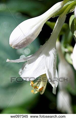 The hosta Big Blue in flower View Large Photo Image Stock Photography - The hosta Big Blue in flower. Fotosearch