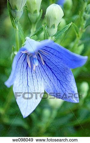The inside of a blue Balloon flower View Large Photo Image Stock Photo - The inside of a blue Balloon flower. Fotosearch