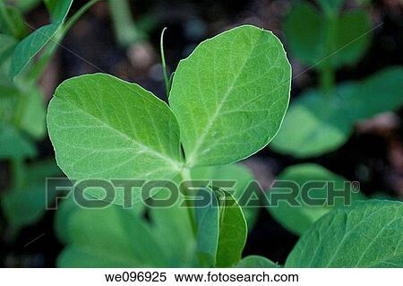 The leaves of a snow pea pod plant View Large Photo Image Stock Photography - The leaves of a snow pea pod plant. Fotosearch