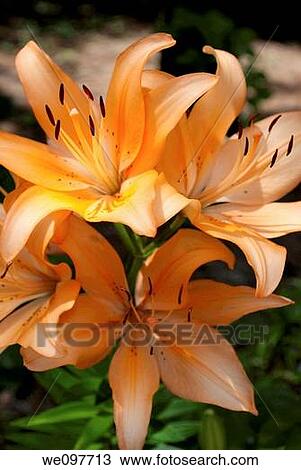 The light shining on a soft orange asiatic lily View Large Photo Image Stock Image - The light shining on a soft orange asiatic lily. Fotosearch