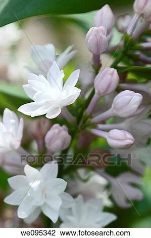 Stock Image - The lilac Beauty of Moscow with it's double white blooms. Fotosearch