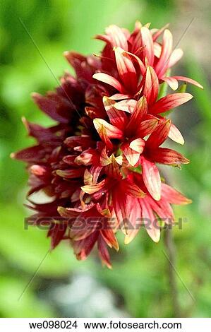 The profile of a fancy red Gaillardia hybrid View Large Photo Image Picture - The profile of a fancy red Gaillardia hybrid. Fotosearch