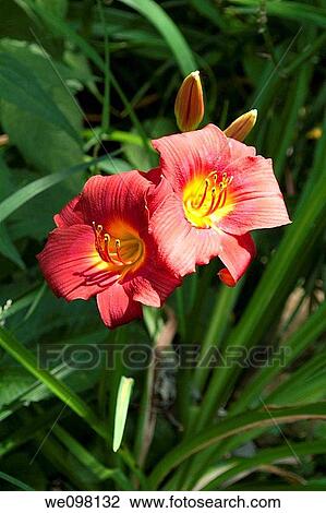 Stock Image - The red daylily Little business in bloom. Fotosearch