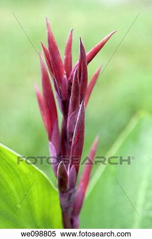 The red flower buds of a Canna View Large Photo Image Stock Photography - The red flower buds of a Canna. Fotosearch