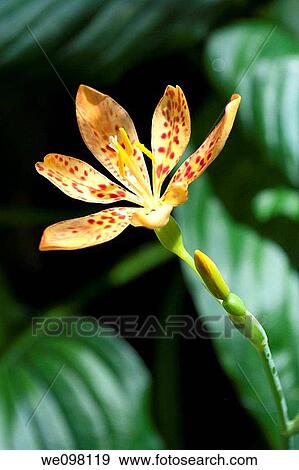 The red spotted orange bloom of a Black Berry Lily View Large Photo Image Stock Photo - The red spotted orange bloom of a Black Berry Lily. Fotosearch