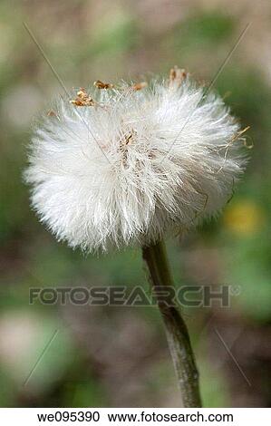 Stock Image - The seedhead of a wildflower commonly known as Coltsfoot. Fotosearch