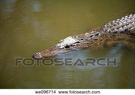 The Siamese crocodile Crocodylus siamensis is a freshwater crocodile native to Indonesia Borneo and possibly Java, Brunei, East Malaysia, Laos, Cambodia, Burma, Thailand, and Vietnam The species is critically endangered and already extirpated from many r View Large Photo Image Picture - The Siamese crocodile Crocodylus siamensis is a freshwater crocodile native to Indonesia Borneo and possibly Java, Brunei, East Malaysia, Laos, Cambodia, Burma, Thailand, and Vietnam The species is critically endangered and already extirpated from many r. Fotosearch