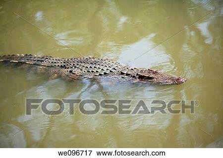 The Siamese crocodile Crocodylus siamensis is a freshwater crocodile native to Indonesia Borneo and possibly Java, Brunei, East Malaysia, Laos, Cambodia, Burma, Thailand, and Vietnam The species is critically endangered and already extirpated from many r View Large Photo Image Stock Photo - The Siamese crocodile Crocodylus siamensis is a freshwater crocodile native to Indonesia Borneo and possibly Java, Brunei, East Malaysia, Laos, Cambodia, Burma, Thailand, and Vietnam The species is critically endangered and already extirpated from many r. Fotosearch