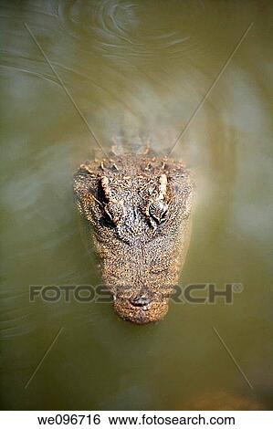 Stock Photograph - The Siamese crocodile Crocodylus siamensis is a freshwater crocodile native to Indonesia Borneo and possibly Java, Brunei, East Malaysia, Laos, Cambodia, Burma, Thailand, and Vietnam The species is critically endangered and already extirpated from many r. Fotosearch