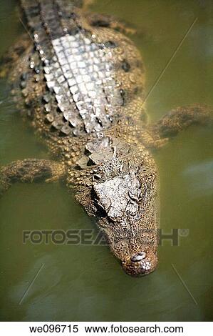 Stock Photography - The Siamese crocodile Crocodylus siamensis is a freshwater crocodile native to Indonesia Borneo and possibly Java, Brunei, East Malaysia, Laos, Cambodia, Burma, Thailand, and Vietnam The species is critically endangered and already extirpated from many r. Fotosearch