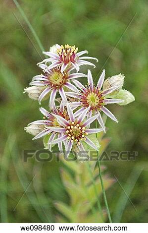 Stock Image - The tiny pink and white blossoms of a sedum. Fotosearch