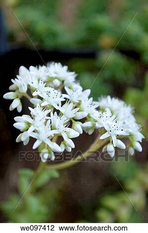 Stock Image - The tiny white blooms of a sedum. Fotosearch