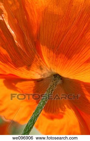 The underside of a glowing orange poppy View Large Photo Image Stock Photograph - The underside of a glowing orange poppy. Fotosearch