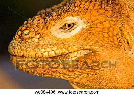 The very colorful Galapagos land iguana Conolophus subcristatus in the Galapagos Island Archipeligo, Ecuador This large land iguana is endemic to the Galapagos Islands View Large Photo Image Stock Photograph - The very colorful Galapagos land iguana Conolophus subcristatus in the Galapagos Island Archipeligo, Ecuador This large land iguana is endemic to the Galapagos Islands. Fotosearch