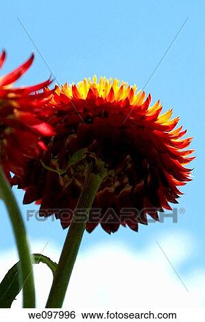 The view from beneath a red and yellow strawflower View Large Photo Image Stock Photograph - The view from beneath a red and yellow strawflower. Fotosearch