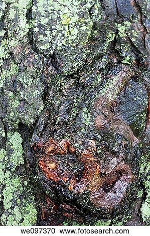The wet and gnarly side of a maple tree after a rain View Large Photo Image Stock Image - The wet and gnarly side of a maple tree after a rain. Fotosearch