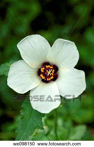 The white blossom of an annual Hibiscus View Large Photo Image Stock Image - The white blossom of an annual Hibiscus. Fotosearch