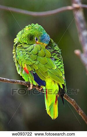 The White-fronted Amazon Parrot Amazona albifrons is native to Central America and southern Mexico, and is most often seen in small flocks of up to 20 birds They are seen in a variety of different habitats from wet regions such as rainforests, to drier a View Large Photo Image Stock Image - The White-fronted Amazon Parrot Amazona albifrons is native to Central America and southern Mexico, and is most often seen in small flocks of up to 20 birds They are seen in a variety of different habitats from wet regions such as rainforests, to drier a. Fotosearch