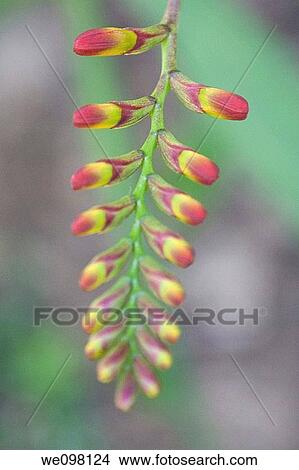 Picture - The yellow and red buds of a Crocosmia. Fotosearch