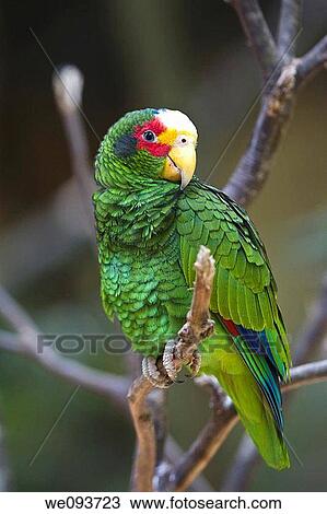 The Yellow Lored Parrot Amazona xantholora is native to Belize, Honduras, and Mexico View Large Photo Image Stock Image - The Yellow Lored Parrot Amazona xantholora is native to Belize, Honduras, and Mexico. Fotosearch