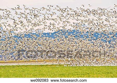 Thousands of snow geese airboren View Large Photo Image Stock Image - Thousands of snow geese airboren. Fotosearch