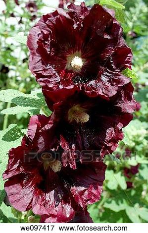 Three dark red hollyhock blooms full of pollen and shadows View Large Photo Image Stock Photo - Three dark red hollyhock blooms full of pollen and shadows. Fotosearch