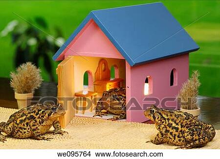Three Eastern American Toads gathering to visit at a house party View Large Photo Image Picture - Three Eastern American Toads gathering to visit at a house party. Fotosearch