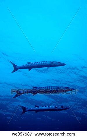 Three great barracuda sphyraena barracuda swimming in the blue water near surface, Maldives rasdhoo atoll madivaru View Large Photo Image Stock Photo - Three great barracuda sphyraena barracuda swimming in the blue water near surface, Maldives rasdhoo atoll madivaru. Fotosearch