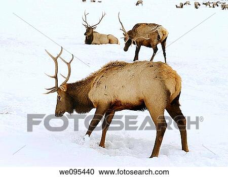 Three male Elk with antlers sitting scratching and digging in snow at the national Elk Refuge in Wyoming in winter View Large Photo Image Stock Image - Three male Elk with antlers sitting scratching and digging in snow at the national Elk Refuge in Wyoming in winter. Fotosearch