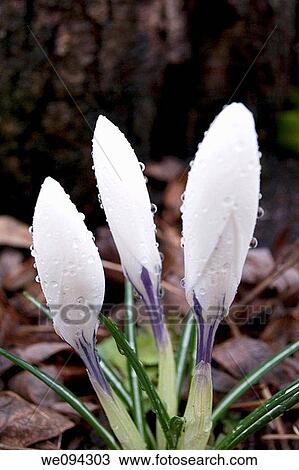 Three pristine white crocus covered in rain droplets View Large Photo Image Stock Image - Three pristine white crocus covered in rain droplets. Fotosearch
