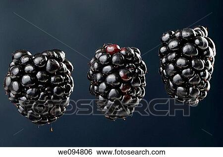 Three suspended blackberries an aggregate fruit named Rubus fruticosus on a blue background View Large Photo Image Stock Photograph - Three suspended blackberries an aggregate fruit named Rubus fruticosus on a blue background. Fotosearch