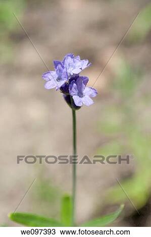 Three tiny lavender blooms View Large Photo Image Stock Image - Three tiny lavender blooms. Fotosearch