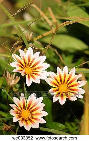 Stock Image - Tiger Stripes Gazania Flower Trio. Gazania rigens. Fotosearch