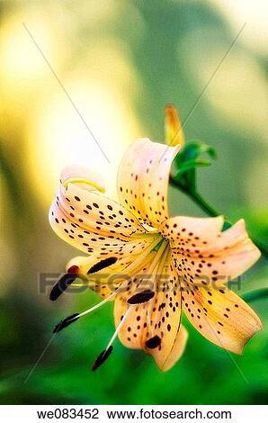 Tigrinum Lily. Lilium hybrid. June 2008, Maryland, USA View Large Photo Image Stock Image - Tigrinum Lily. Lilium hybrid. June 2008, Maryland, USA. Fotosearch