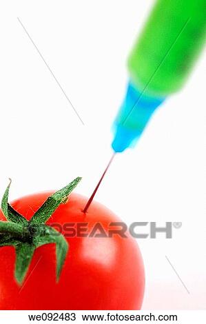 Tomato being injected with hypodermic syringe, GM food concept View Large Photo Image Stock Image - Tomato being injected with hypodermic syringe, GM food concept. Fotosearch