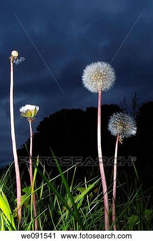 Towering Common Dandelion (Taraxacum officinale) parachutes ready to shed their seeds. Flash and low angle used to give dramatic effect. View Large Photo Image Stock Image - Towering Common Dandelion (Taraxacum officinale) parachutes ready to shed their seeds. Flash and low angle used to give dramatic effect.. Fotosearch
