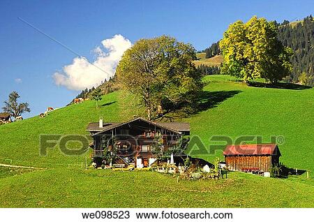 Traditional farm house in a rolling autumn landscape near Gstaad in the Bernese Oberland region, Switzerland View Large Photo Image Stock Image - Traditional farm house in a rolling autumn landscape near Gstaad in the Bernese Oberland region, Switzerland. Fotosearch