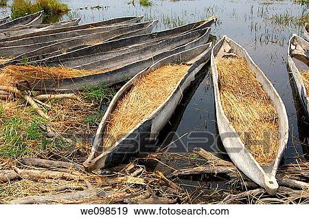 Traditional mokoro logboats, Okavango Delta, Botswana View Large Photo Image Stock Photo - Traditional mokoro logboats, Okavango Delta, Botswana. Fotosearch